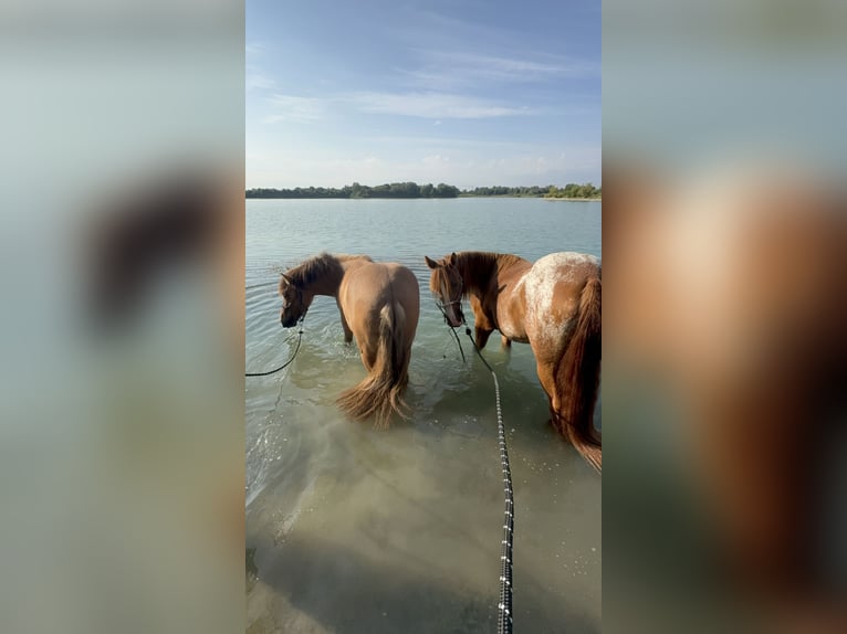 Fjord Horses Mix Mare 4 years 14,1 hh Dun in Illerkirchberg