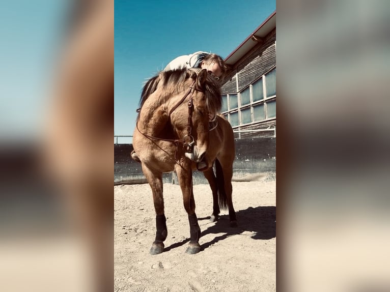 Fjord Horses Mix Mare 4 years 14,1 hh Dun in Illerkirchberg