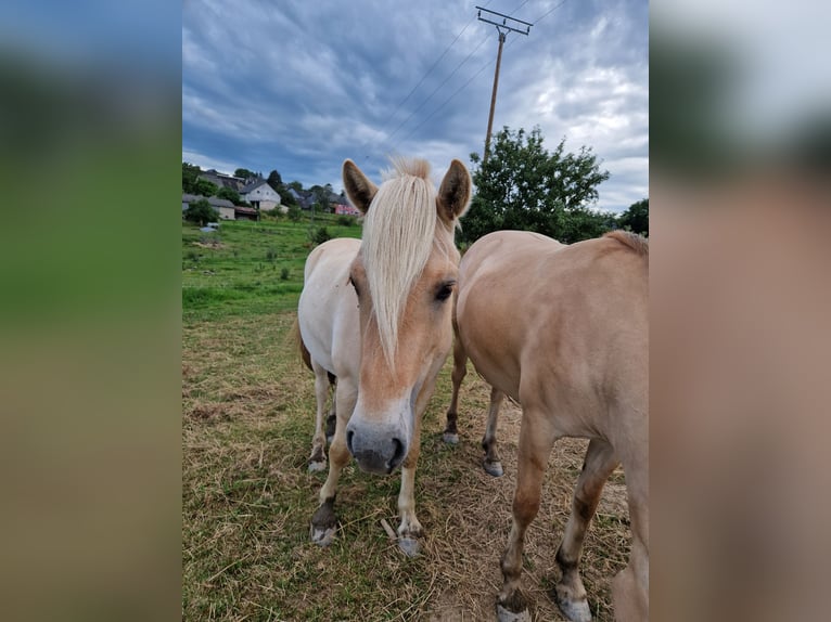 Fjord Horses Mare 4 years 14,1 hh Red Dun in Stipshausen