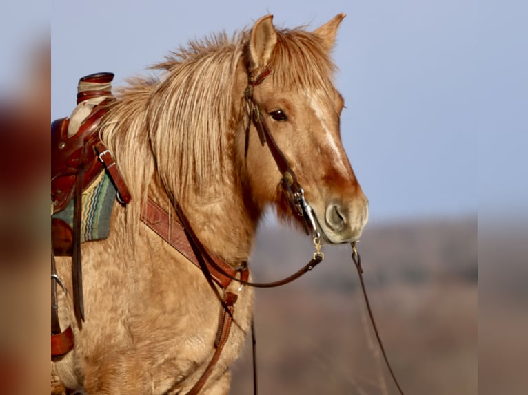 Fjord Horses Mix Mare 4 years 15.1 hh Red Dun in Hesperia