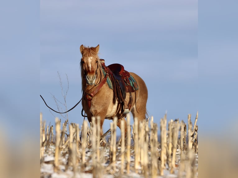 Fjord Horses Mix Mare 4 years 15,1 hh Red Dun in Hesperia
