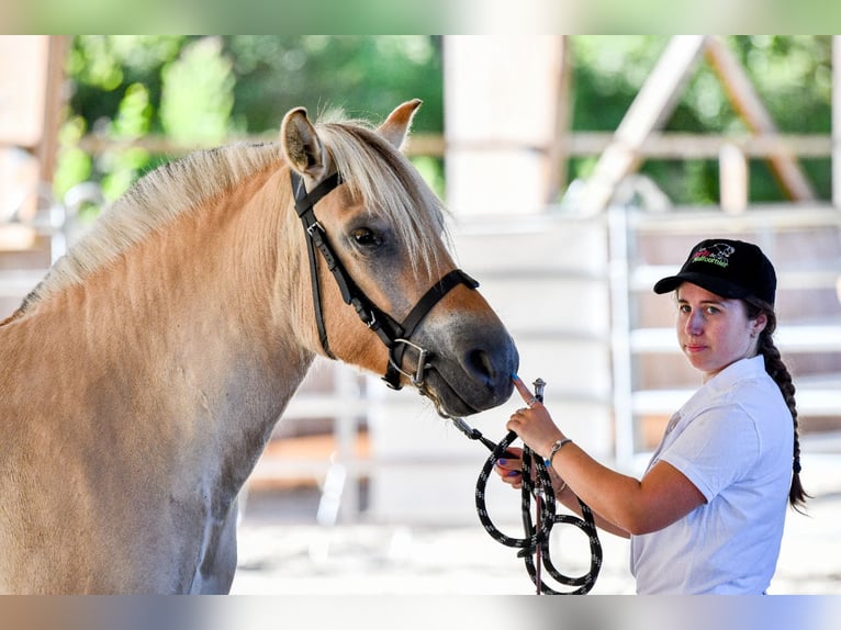 Fjord Horses Mare 4 years Dun in Puy de Dome