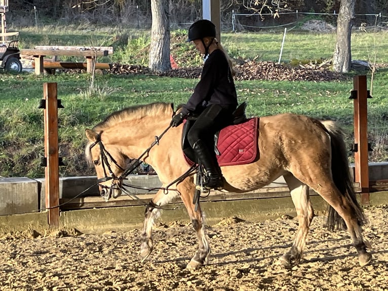 Fjord Horses Mare 5 years 13,1 hh Dun in Ursensollen