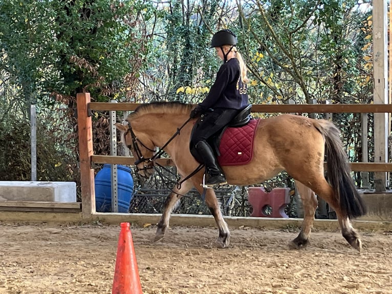 Fjord Horses Mare 5 years 13,1 hh Dun in Ursensollen