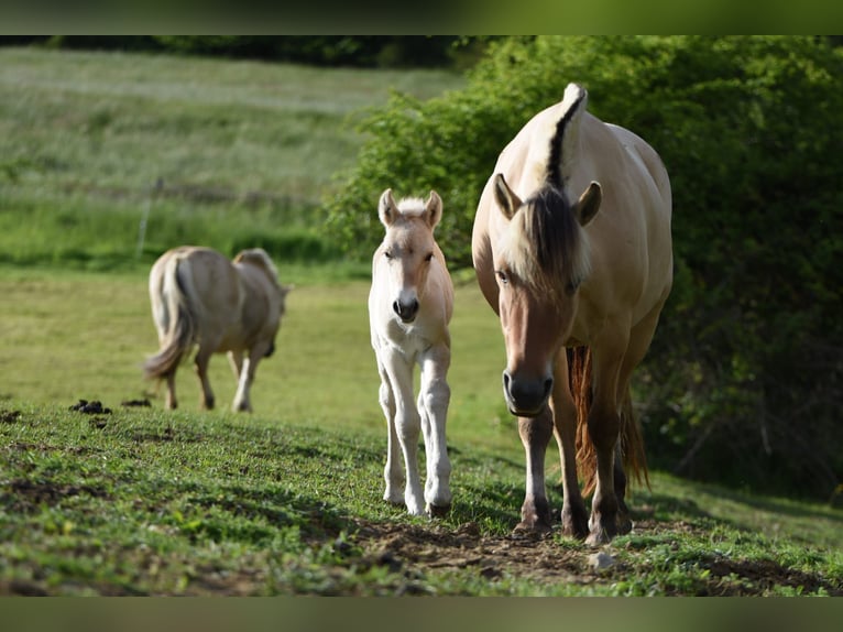 Fjord Horses Mare 5 years 14.1 hh Dun in Lahntal