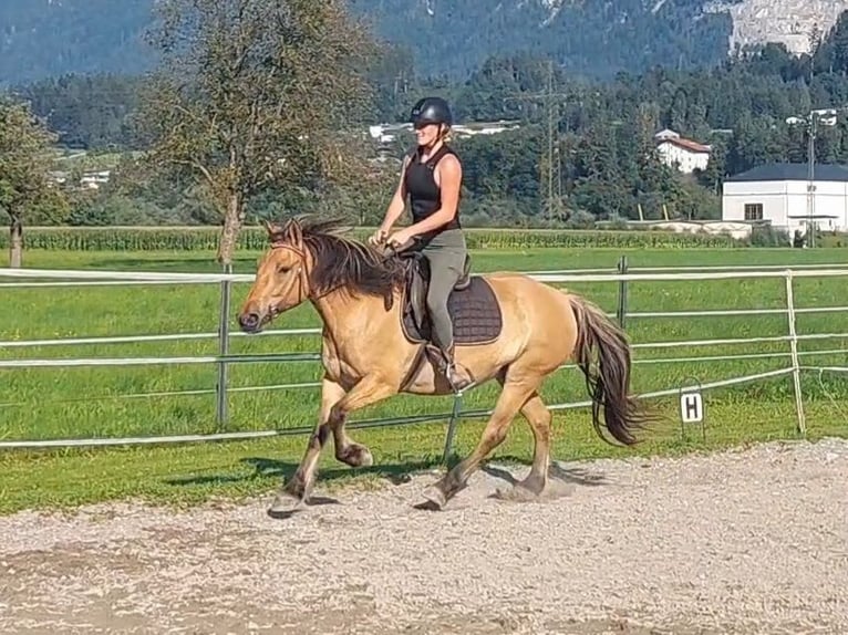 Fjord Horses Mare 5 years 14,1 hh Dun in Kirchbichl