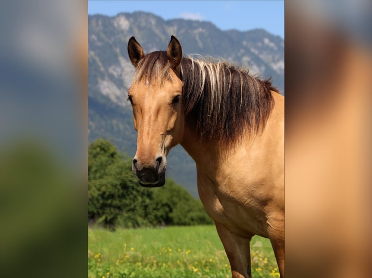 Fjord Horses Mare 5 years 14,1 hh Dun in Kirchbichl