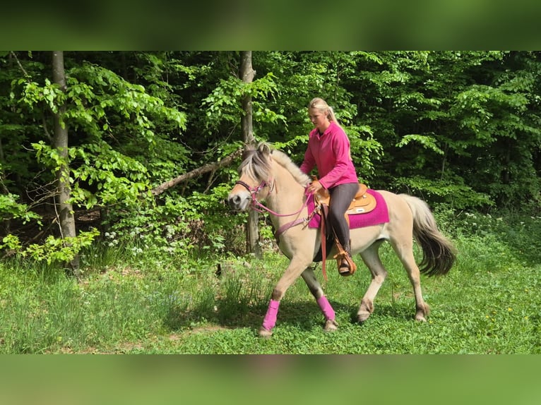 Fjord Horses Mare 5 years 14.1 hh Dun in Linkenbach