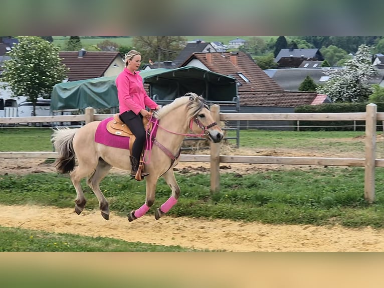 Fjord Horses Mare 5 years 14.1 hh Dun in Linkenbach
