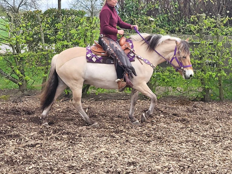 Fjord Horses Mare 5 years 14,1 hh Dun in Linkenbach