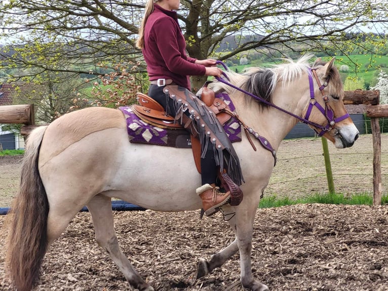 Fjord Horses Mare 5 years 14,1 hh Dun in Linkenbach