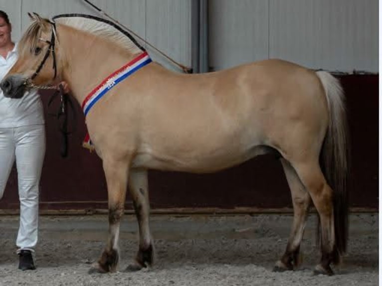 Fjord Horses Mare 5 years 14 hh in Meppel