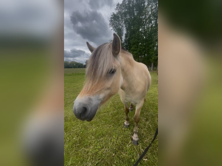 Fjord Horses Mare 5 years 14 hh in Meppel