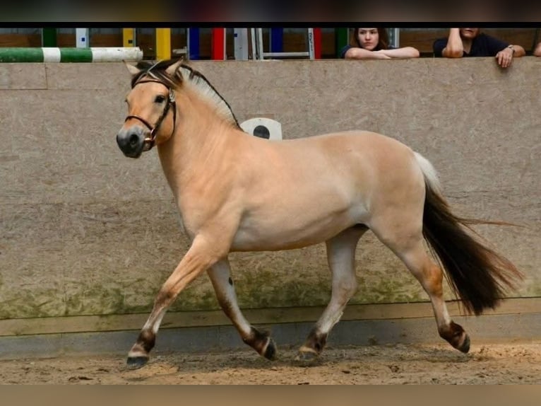 Fjord Horses Mare 5 years 14,1 hh Dun in FLETHSEE