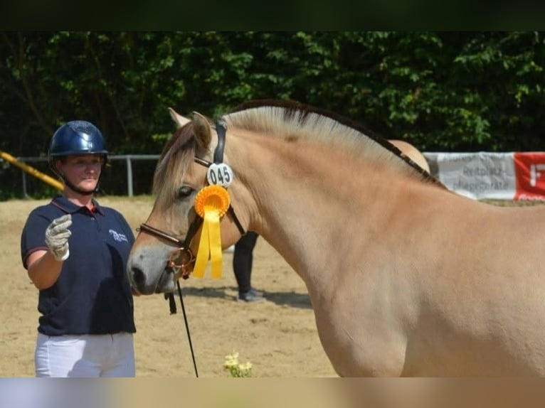 Fjord Horses Mare 5 years 14,1 hh Dun in FLETHSEE