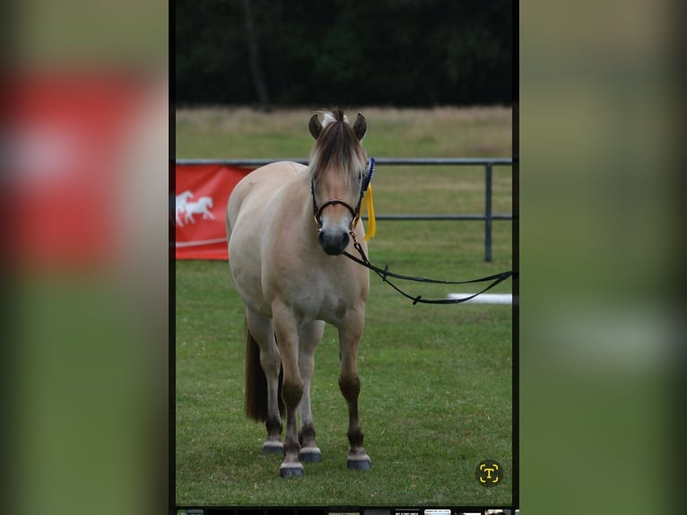 Fjord Horses Mare 5 years 14,1 hh Dun in FLETHSEE