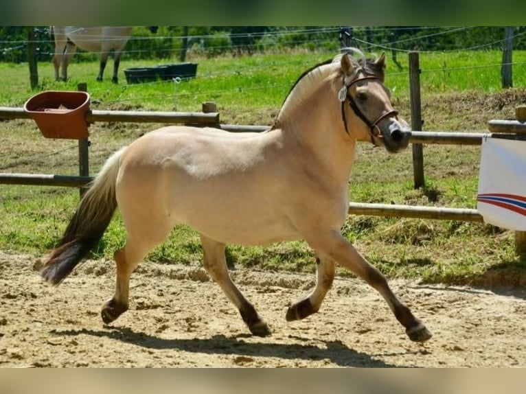 Fjord Horses Mare 5 years 14,1 hh Dun in FLETHSEE