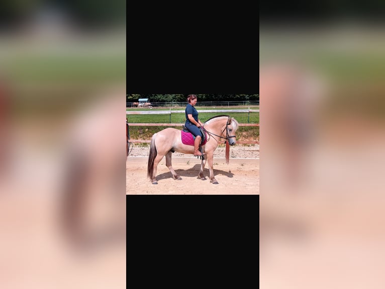 Fjord Horses Mare 5 years 14,1 hh Dun in Ursensollen