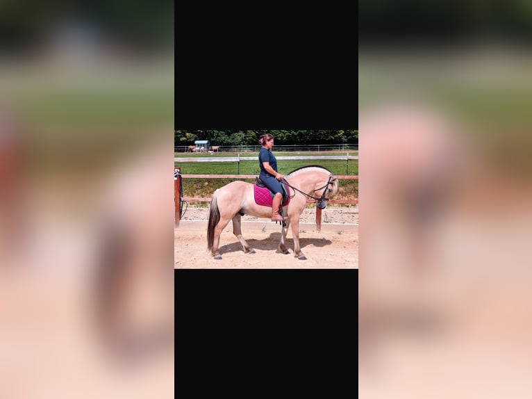 Fjord Horses Mare 5 years 14,1 hh Dun in Ursensollen