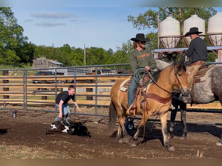 Fjord Horses Mix Mare 5 years 14,1 hh Dun in Fergus Falls, MN