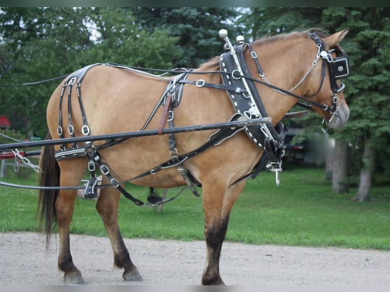 Fjord Horses Mix Mare 5 years 14,1 hh Dun in Fergus Falls, MN