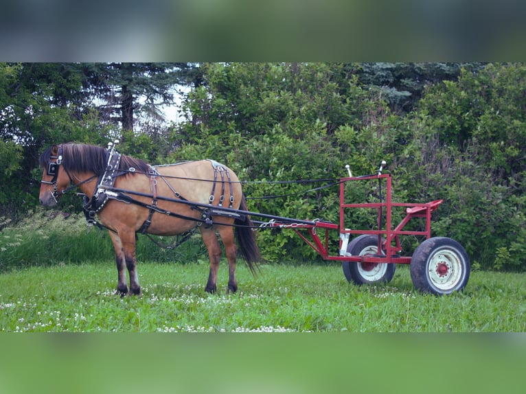 Fjord Horses Mix Mare 5 years 14,1 hh Dun in Fergus Falls, MN