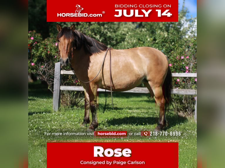 Fjord Horses Mix Mare 5 years 14,1 hh Dun in Fergus Falls, MN