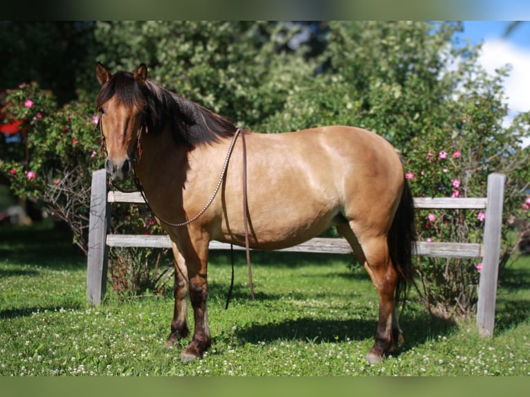 Fjord Horses Mix Mare 5 years 14,1 hh Dun in Fergus Falls, MN
