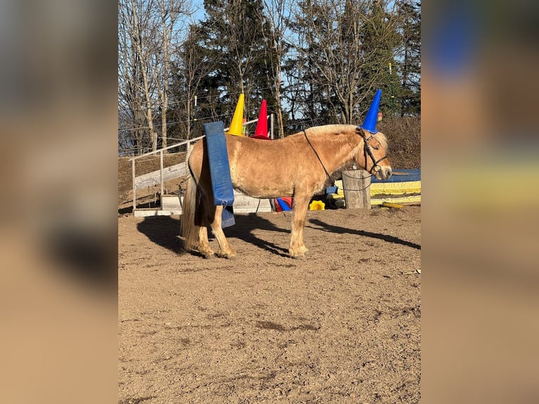 Fjord Horses Mare 5 years 14,1 hh Red Dun in Eisbach