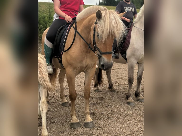 Fjord Horses Mare 5 years 14,1 hh Red Dun in Eisbach