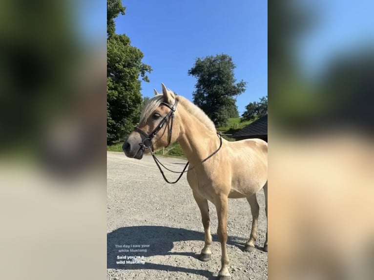 Fjord Horses Mare 5 years 14,1 hh Red Dun in Eisbach