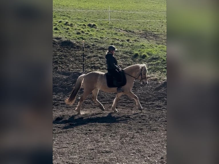 Fjord Horses Mare 5 years 14,1 hh Red Dun in Eisbach