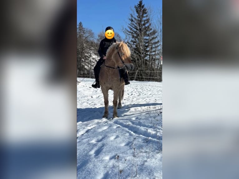Fjord Horses Mare 5 years 14,1 hh Red Dun in Eisbach
