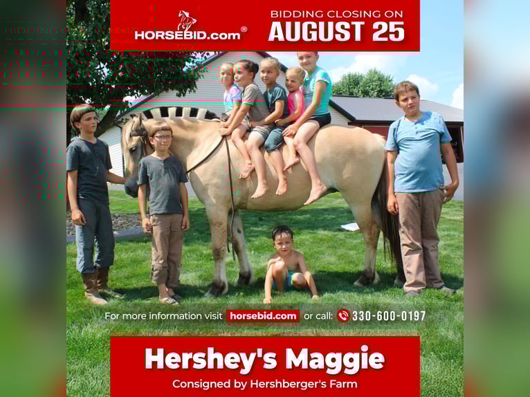 Fjord Horses Mare 5 years 14,2 hh Buckskin in Millersburg