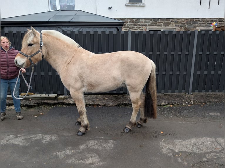 Fjord Horses Mare 5 years 15,1 hh Dun in Morsbach