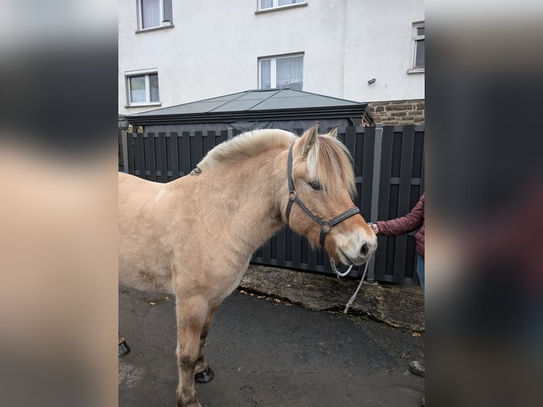 Fjord Horses Mare 5 years 15,1 hh Dun in Morsbach