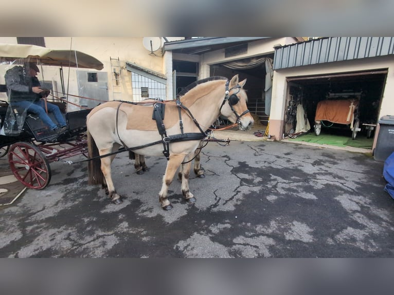 Fjord Horses Mare 5 years 15,1 hh Dun in Morsbach