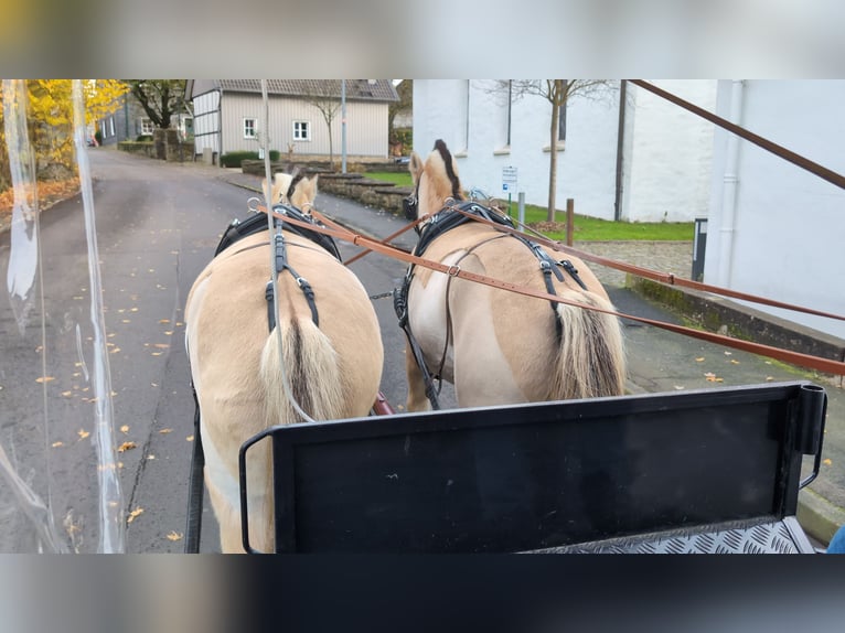 Fjord Horses Mare 5 years 15,1 hh Dun in Morsbach