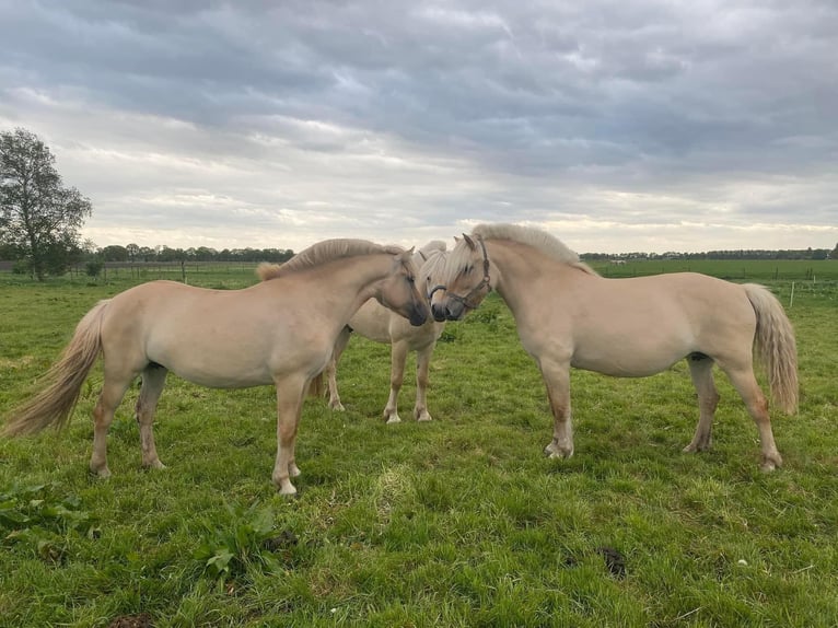 Fjord Horses Mare 6 years 13,2 hh Bay in Hijken