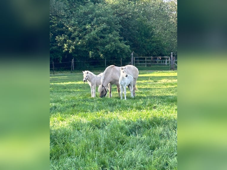 Fjord Horses Mare 6 years 13,2 hh Bay in Hijken