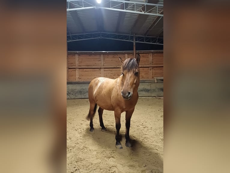 Fjord Horses Mix Mare 6 years 13,2 hh Chestnut-Red in MettmannMettmann