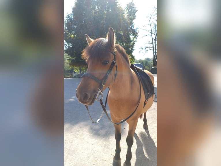 Fjord Horses Mix Mare 6 years 13,2 hh Chestnut-Red in MettmannMettmann