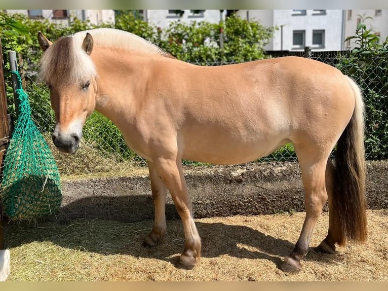 Fjord Horses Mare 6 years 13.2 hh Dun in Buseck