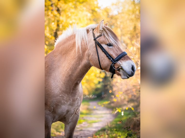 Fjord Horses Mare 6 years 14,2 hh Dun in Elten