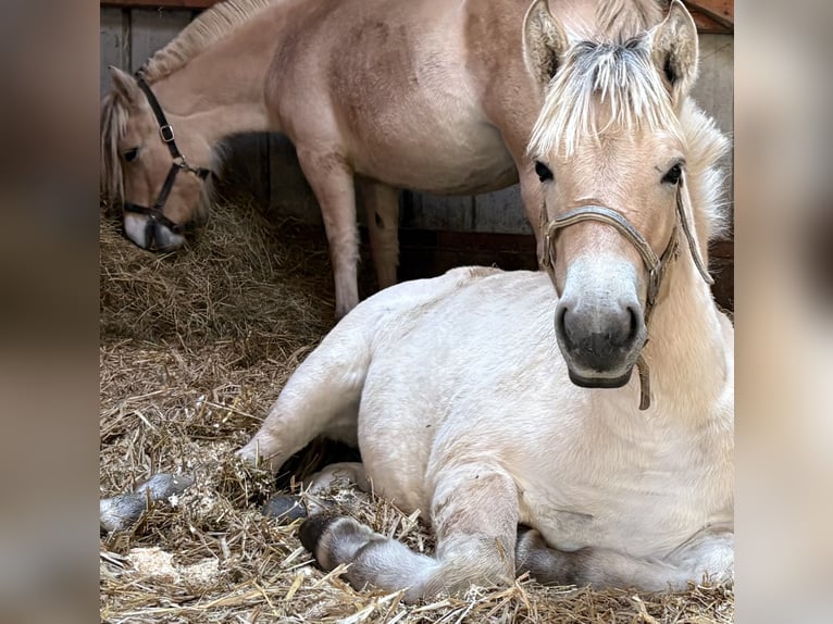 Fjord Horses Mare 6 years 14 hh Dun in Steinbergkirche
