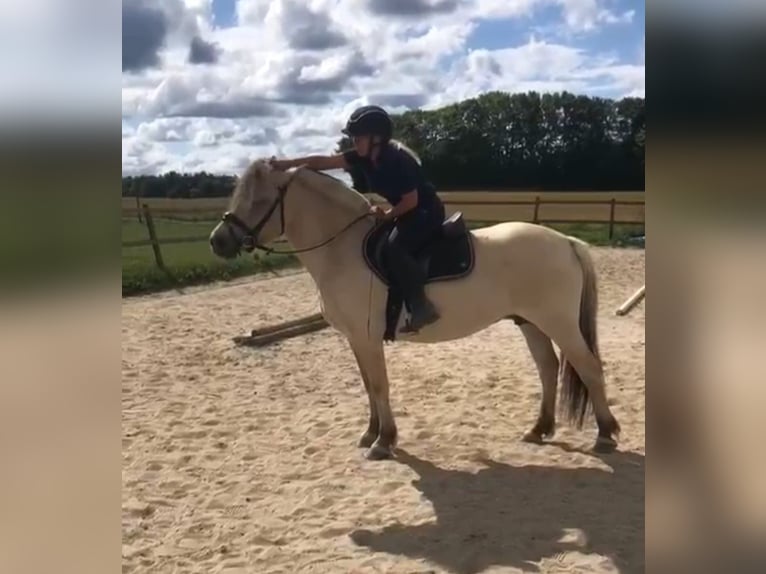 Fjord Horses Mare 6 years 14 hh Dun in Steinbergkirche