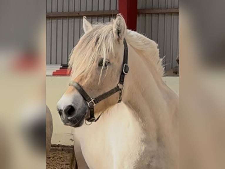 Fjord Horses Mare 6 years 14 hh Dun in Steinbergkirche