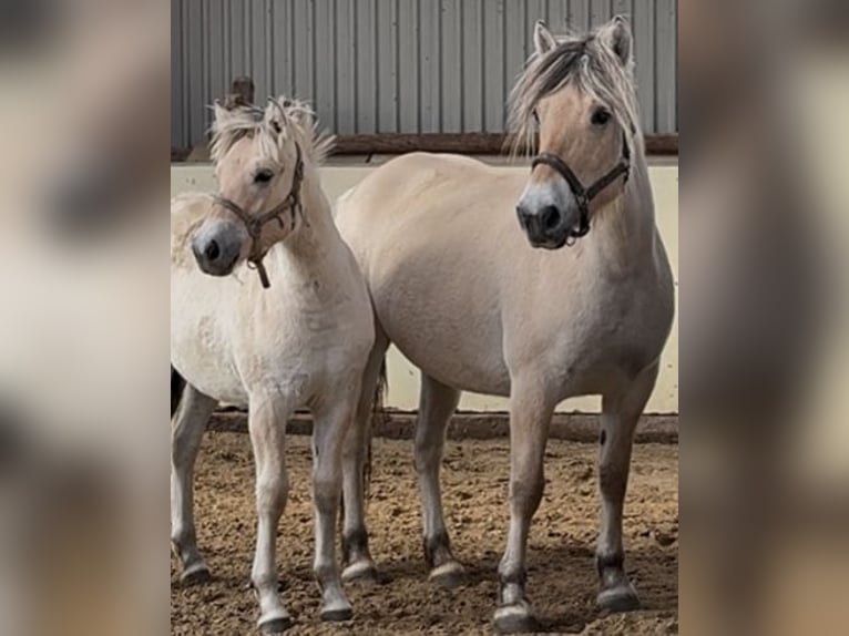 Fjord Horses Mare 6 years 14 hh Dun in Steinbergkirche