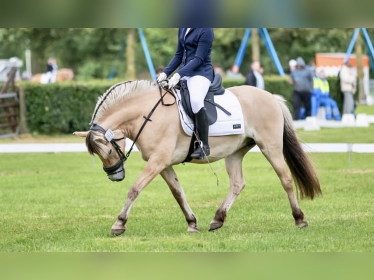 Fjord Horses Mare 6 years 14 hh Palomino in Heumen