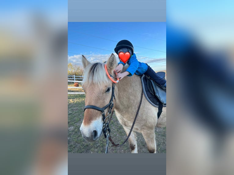 Fjord Horses Mare 6 years 14,1 hh Chestnut in Iszkaszentgy&#xF6;rgy